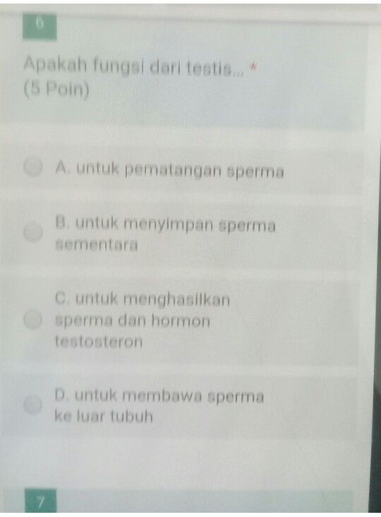 Organ Reproduksi Pria Ya Descubre Como Resolverlo En Qanda