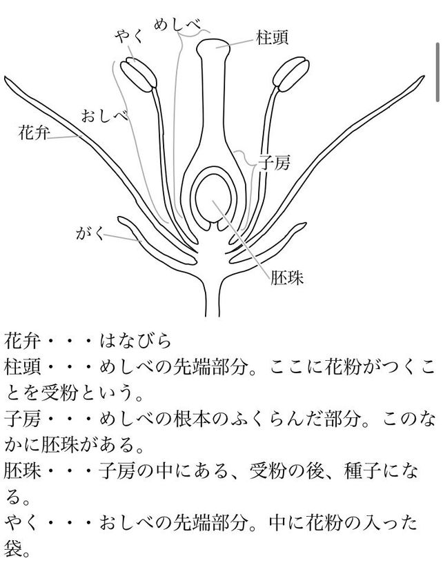 上 ハルジオン 花粉 顕微鏡