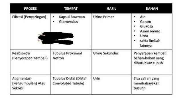 Hasil Dari Augmentasi Pada Proses Pembentukan Pada Nefron Ginjal Adalah Studi Indonesia