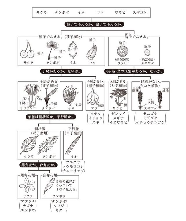 人気ダウンロード ナズナ 離弁花類 ナズナ 離弁花類