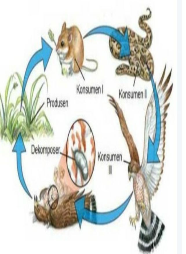 Gambar Rantai Makanan Yang Terdapat Di Hutan Dalam Bentuk
