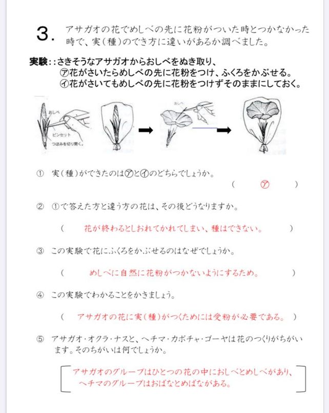 新しいコレクション ヘチマ 花粉 2643 ヘチマ 花粉 運ばれ方