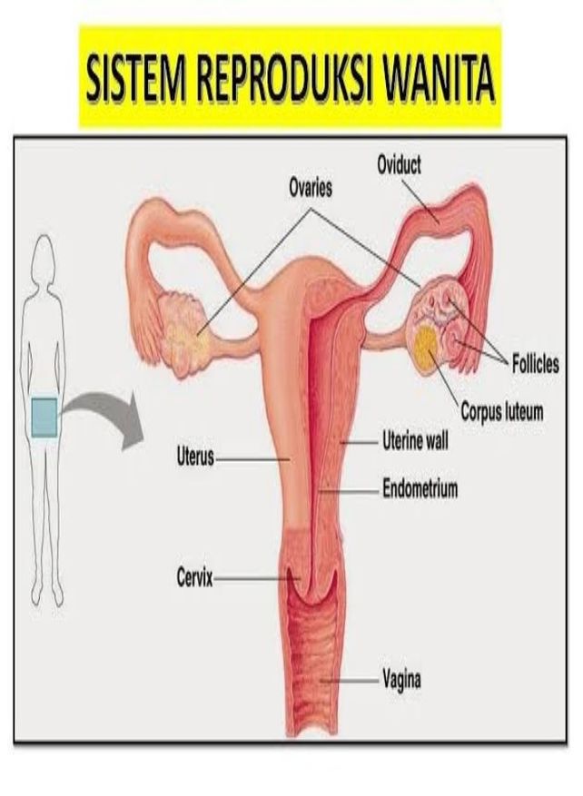 Bagian Alat Reproduksi Ya Lihat Cara Penyelesaian Di Qanda Bagian Alat Reproduksi Ya Lihat Cara Penyelesaian Di Qanda