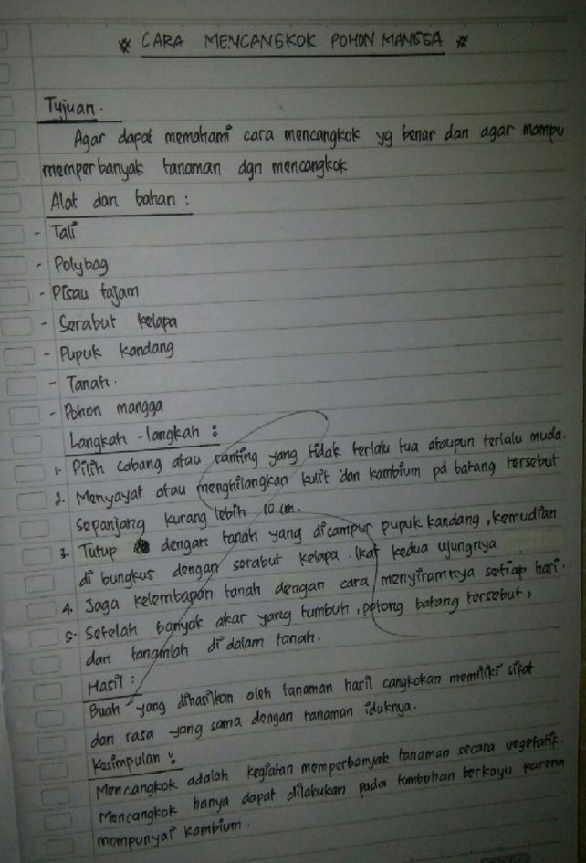 Contoh Teks Observasi Pohon Mangga